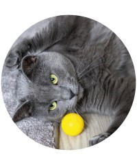 Bolas