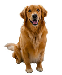 Cães