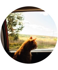 Automóvel - Passeio