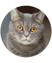 Ocular