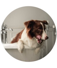 Higiene y Limpieza perro