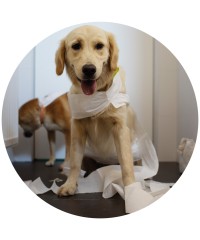 Absorbentes
