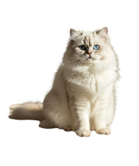 Gatos