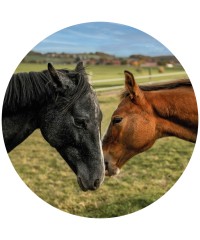 Caballos