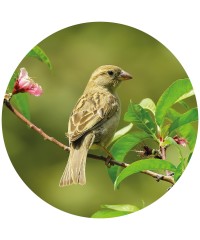 Aves - Outros
