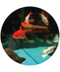 Acuarios