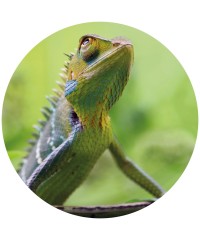 Reptiles