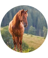 Farmácia - Cavalos